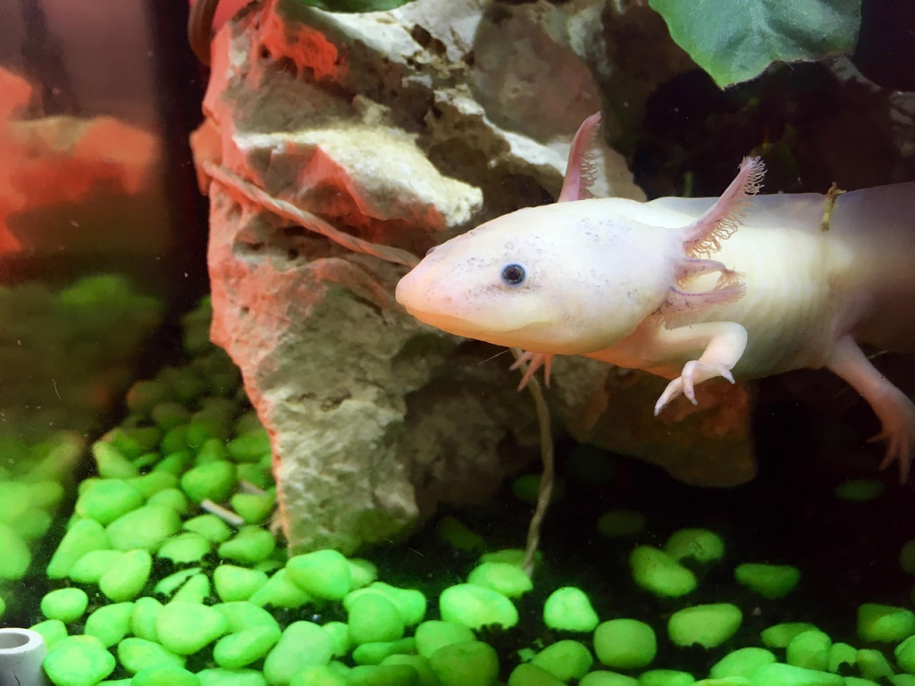 axolotl tank care 