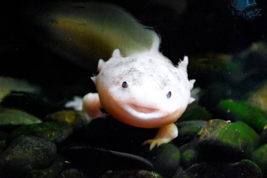 axolotl egg care