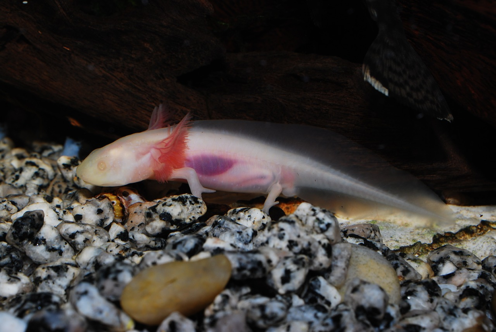 axolotl fungus symptoms