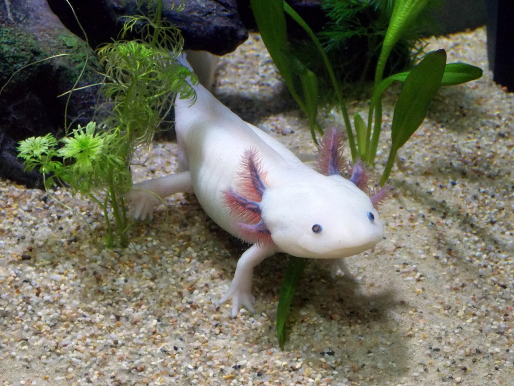 axolotl tank care