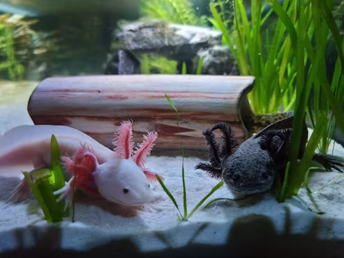 morphed axolotl