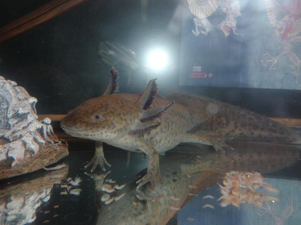 axolotl egg care