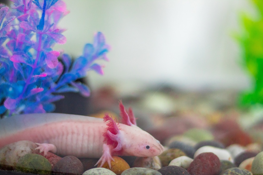 axolotl care tips