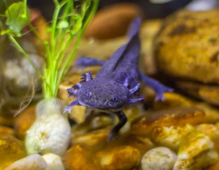 axolotl care tips