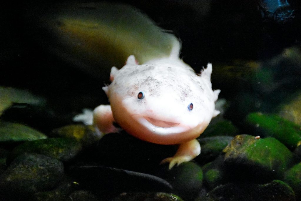 axolotl care guide