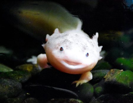 axolotl food suppliers