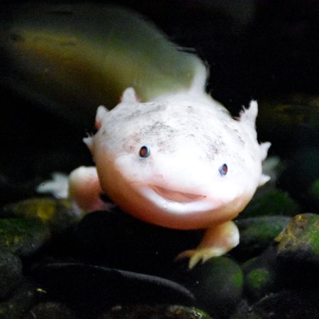 axolotl needs water