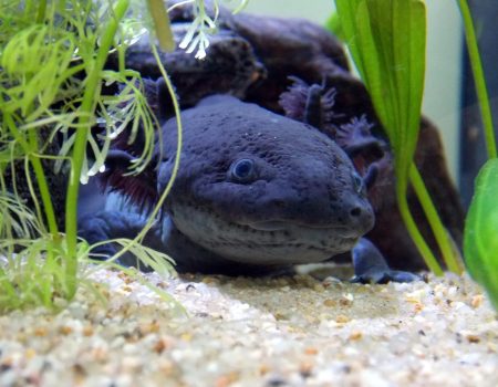 breeding axolotls