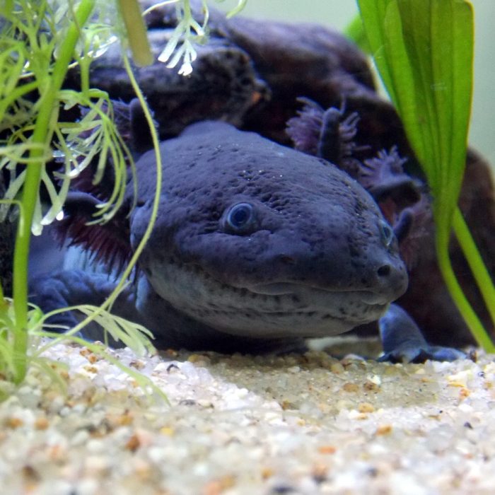 How Many Axolotls Are Left in the World 2024 BAGRICA