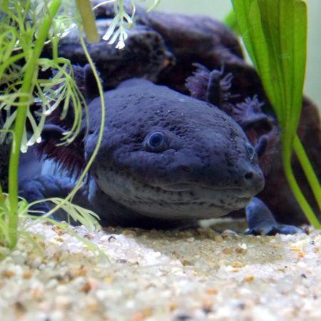 axolotl care