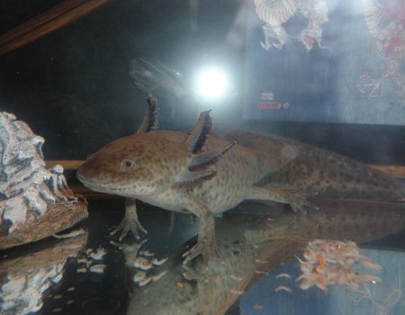 axolotl care Colorado