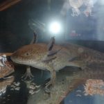 Maryland axolotl care