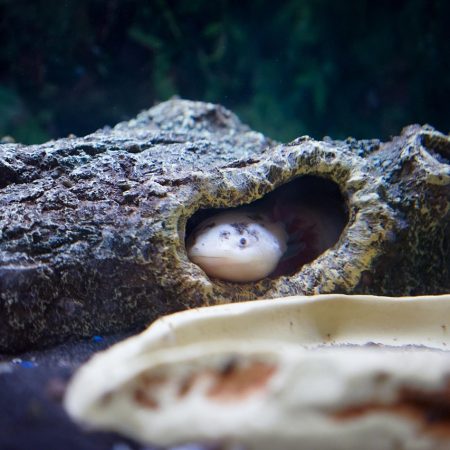 Axolotl breeding