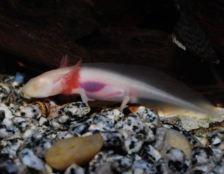 axolotl care Florida