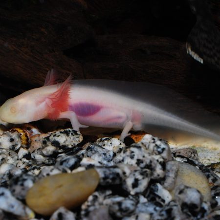 axolotl care Massachusetts