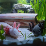 axolotl laws Nevada