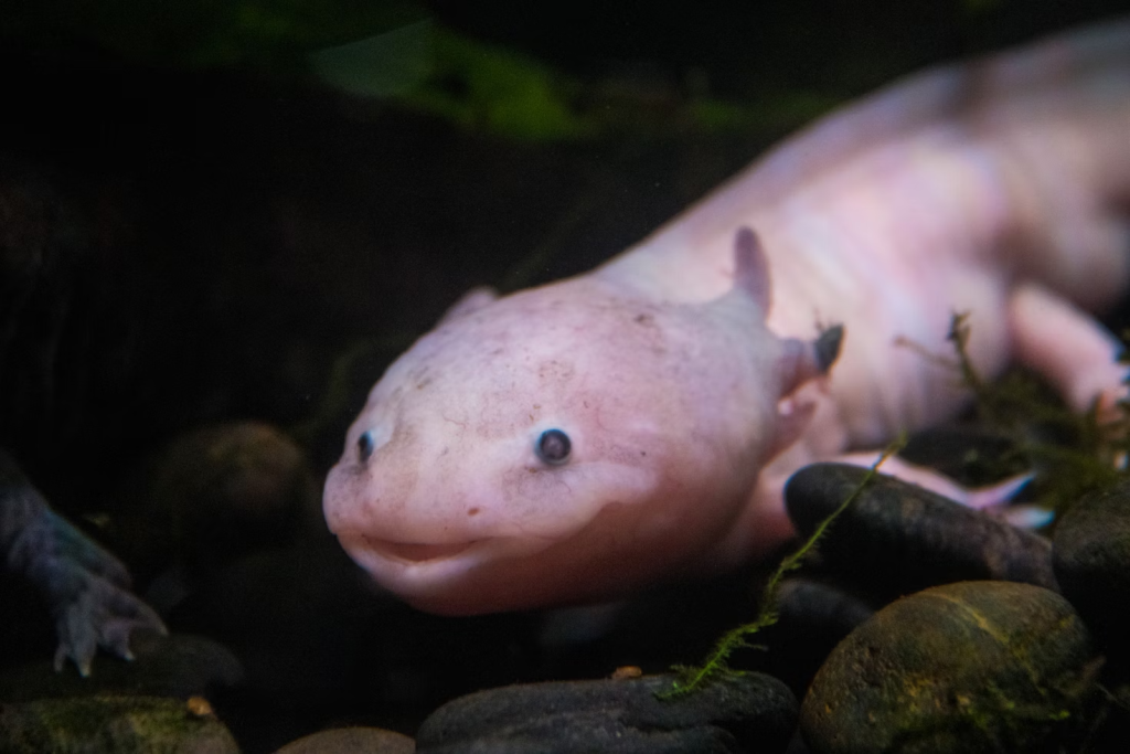 axolotl care