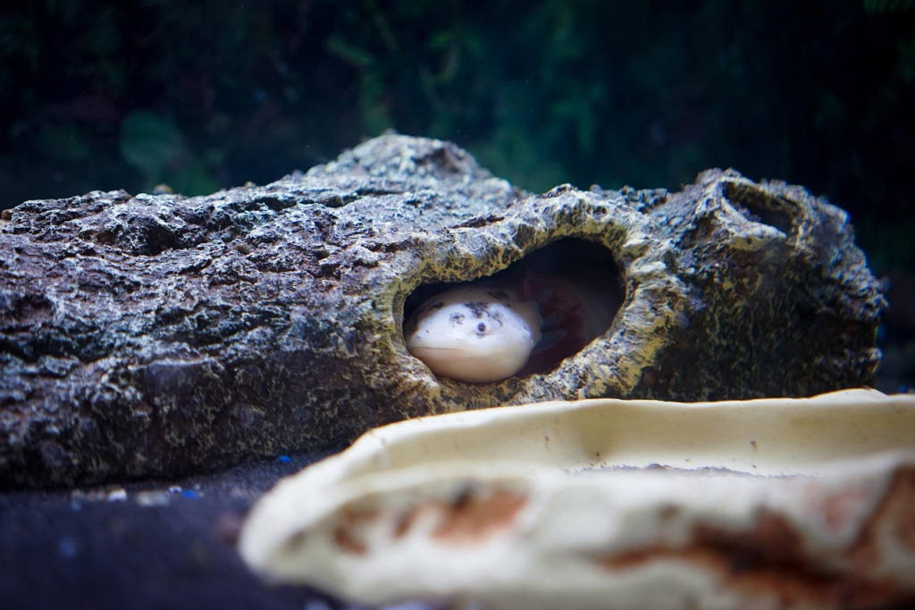 axolotl care Virginia