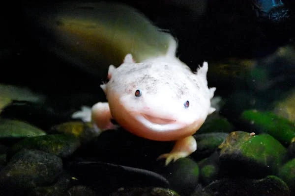 axolotl care tips