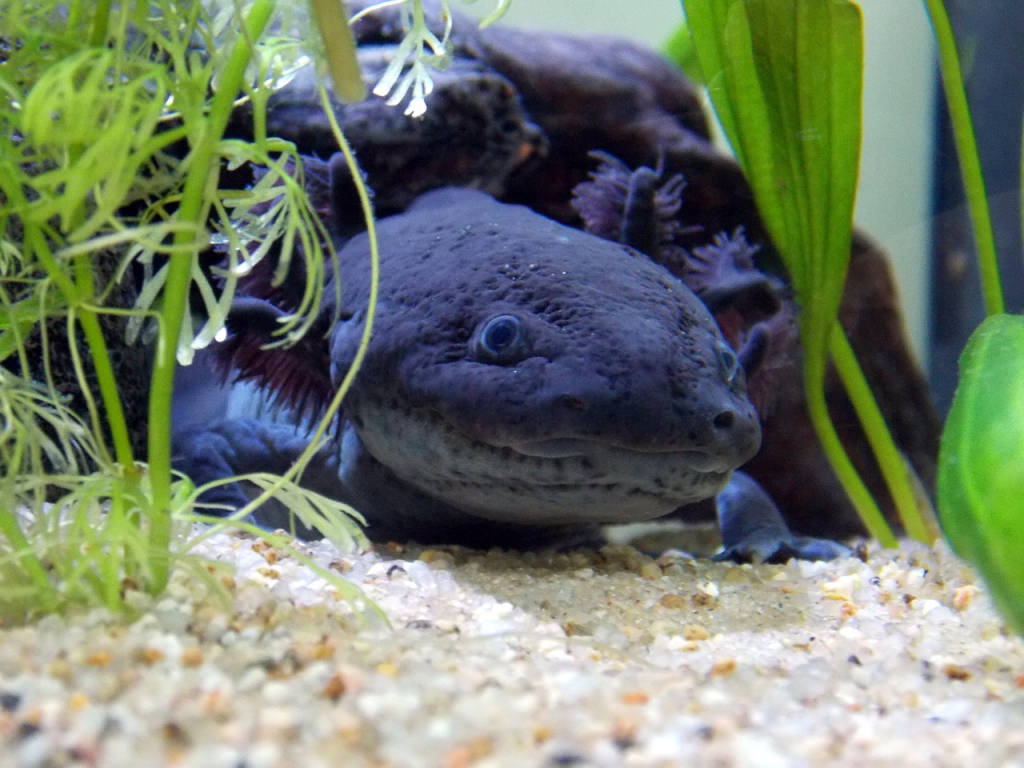 axolotl care