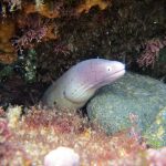 axolotl care