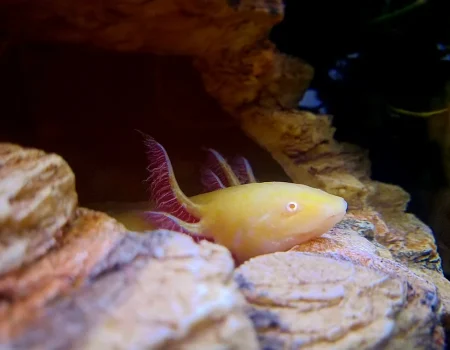 axolotl colors