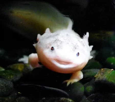 axolotl pet care